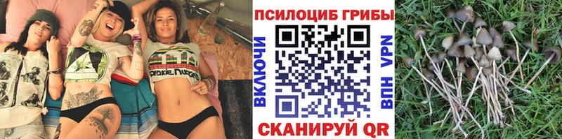 Псилоцибиновые грибы Psilocybe  Новотроицк 